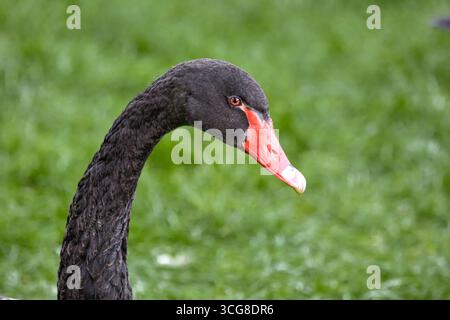 Immagine di una testa di cigno nera rivolta direttamente nel telaio Foto Stock