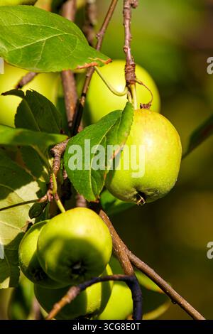 Immagine di diverse mele verdi che maturano tra le foglie su un albero Foto Stock