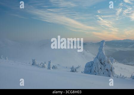 Veduta di alberi innevati che sorgono a sentinella tra le tranquille colline innevate sotto un cielo pastello, le montagne Velka Fatra, Liptovské Revúce, regione di Žilina, Slovacchia. Foto Stock