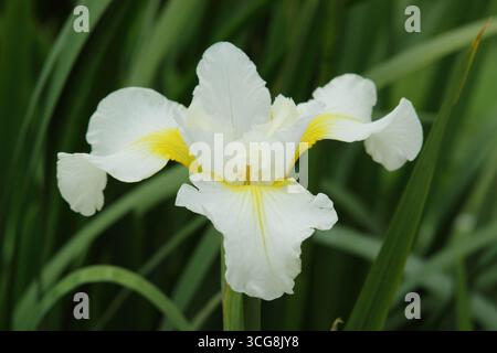 Iris Schneesturm, fiore dell'Iris siberiano all'inizio dell'estate. REGNO UNITO Foto Stock