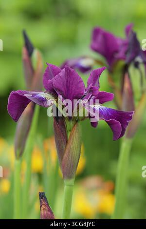 Iris Berlin Purple Wine. Iris sibirica. L'Iris siberiano fiorisce all'inizio dell'estate. REGNO UNITO Foto Stock