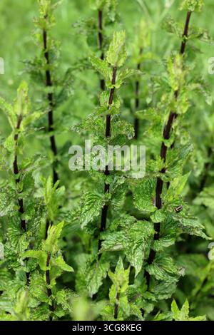 Mentha spicata var. crispa, pianta di menta riccia. REGNO UNITO Foto Stock