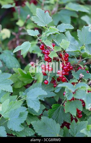 Primo piano di un ribes rosso con bacche rosse mature Foto Stock