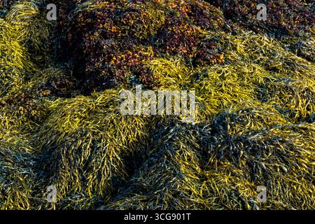 Vista dettagliata di alghe aggrovigliate in vari colori e texture, mostrando la vegetazione marina naturale bagnata lungo la costa Foto Stock