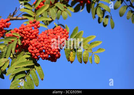 Le bacche di Rowan crescono su un albero nei giorni di sole. Bacche medicinali di cenere di montagna Foto Stock