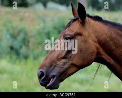 Testa di cavallo della baia con profilo a sinistra, narici e muso dettagliate, occhio mezzo chiuso, fotografato su uno sfondo bokeh verde con luce naturale soffusa. Foto Stock