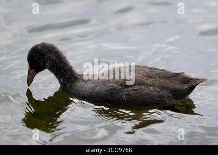 la culla eurasiatica giovanile nuota in un canale di Amsterdam, nei Paesi Bassi, con gocce d'acqua sul piumaggio scuro e riflessi verdi sull'acqua ondulata. Foto Stock