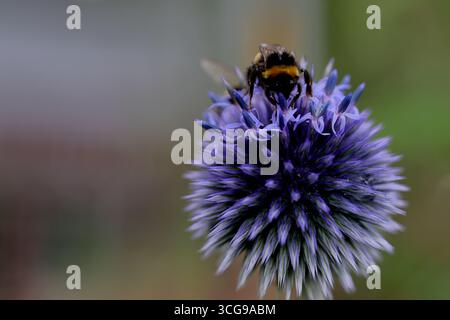 Bumblebee che si nutre di una testa di fiori di cardo globo viola, aggrappato alla sfera appuntita, immagine macro con sfondo sfocato del giardino in luce naturale. Foto Stock