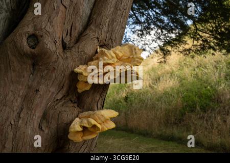Pollo del bosco: Laetiporus sulfureus. Cornovaglia. REGNO UNITO Foto Stock