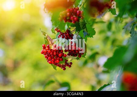 Viburno rosso. Viburnum. Bacche di viburnum rosso. Ramoscello con bacche rosse mature e foglie verdi. Sfondo giallo/verde sfocato. Concetto di inizio autunno. Se Foto Stock