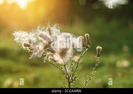 Asciugare i semi di cardo d'India sul ramo. Soffici ombrelli di infiorescenze secche di cardo nel prato. Sfondo sfocato. Paesaggio autunnale del cardo. Foto Stock