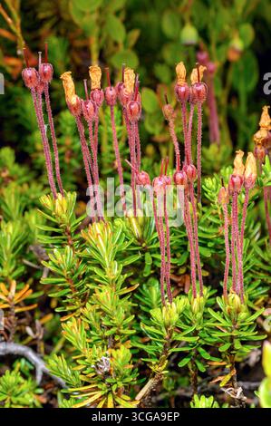 Blue Heath (Phyllodoce caerulea) da Fokstumyra, Dovrefjell, Norvegia centrale in agosto. Foto Stock