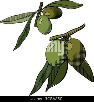 Rami d'ulivo isolati su sfondo bianco, composizione di rami di uva colorata. Illustrazione dell'inchiostro con linee grafiche vettoriali. Elemento botanico naturale Illustrazione Vettoriale