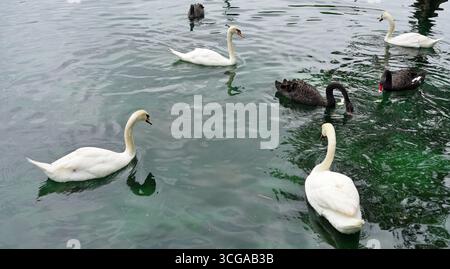 Vista dei cigni bianchi e neri su un lago in Florida Foto Stock