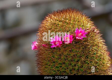 Fiori rosa su un cactus del genere Mammillaria Foto Stock