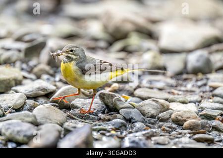Coda di cavallo grigia con un becco pieno di cibo su una roccia in un fiume, primo piano Foto Stock