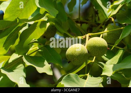 Primo piano di noci verdi accresciute in buccia su un ramo di noce con foglie lussureggianti e luce naturale del sole, perfetto per disegni botanici o stagionali Foto Stock