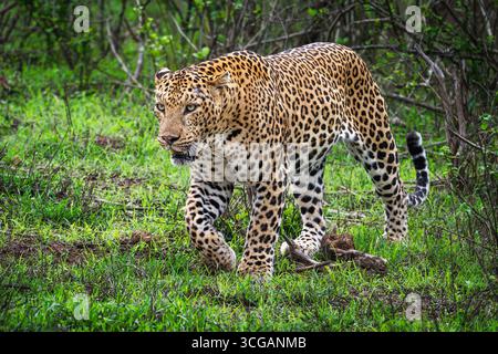 Un pazzo leopardo indiano maschile Foto Stock