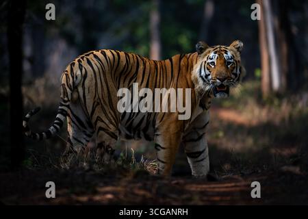 Il Royal tigre del Bengala Foto Stock