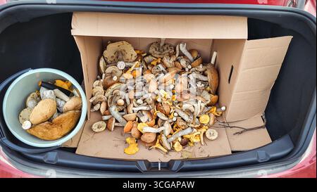 Una grande scatola di funghi raccolti, boleti di betulla e galline, sparsi nel bagagliaio di un'auto Foto Stock