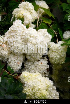 Primo piano dei grandi fiori bianchi dell'armonia estiva delle ortensie di piante da giardino fiorite. Foto Stock