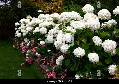 Primo piano dei grandi fiori bianchi del giardino ortensie arborescens forte Annabelle sottopiantata con i fiori rosa della fata. Foto Stock