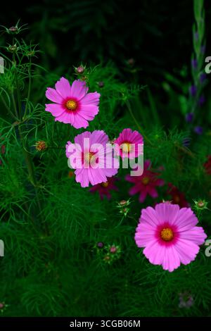 Primo piano dei fiori rosa dell'estate che fiorisce il cosmo annuale di piante da giardino. Foto Stock