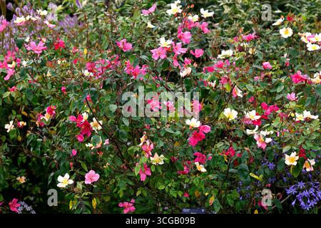 Primo piano dei fiori multicolori del giardino cinese rosa odorata mutabilis. Foto Stock