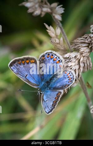 Farfalla blu comune arroccata su piante in praterie di gesso Foto Stock