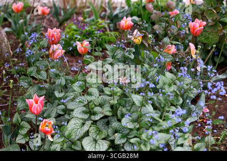 Primo piano delle foglie venate a forma di cuore ornamentale e dei fiori blu della pianta da giardino fiorita primaverile brunnera macrophylla cuore di mare con tulipani. Foto Stock