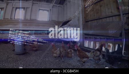 Galline che esplorano l'interno della culla di pollo in legno, con alimentatore in metallo e aperture per scatole di nidificazione Foto Stock