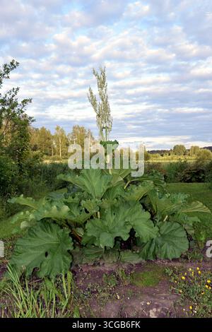 Rabarbaro fiorito in un giardino, Rheum rhabarbarum Foto Stock