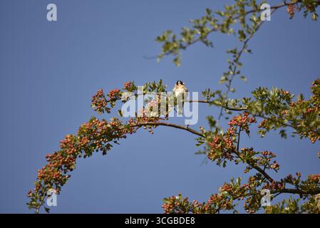 European Goldfinch (Carduelis carduelis) arroccato a Rowan Berry Bush tra le bacche mature nel tardo pomeriggio Sun, preso in Galles, Regno Unito ad agosto Foto Stock