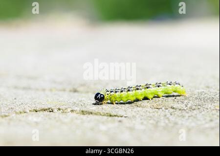 bruco della falena del boscaiolo (Cydalima perspectalis) sulla pietra. Farfalla invasiva comune nella repubblica Ceca. Foto Stock