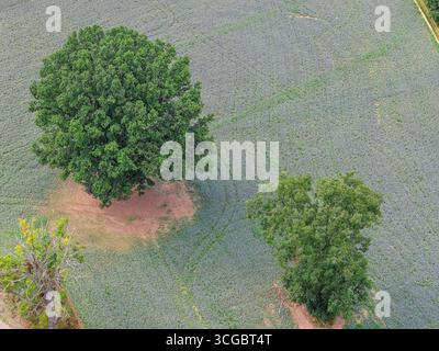 Guardando in basso su un terreno coltivato con alberi nella campagna rurale inglese Foto Stock