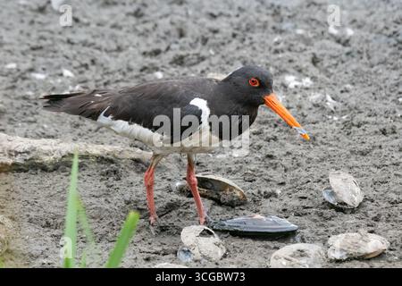 oystercatcher mangiando cozze d'acqua dolce adattando le loro tecniche di alimentazione, come martellare o incuneare, per aprire le conchiglie e accedere alle cozze f Foto Stock
