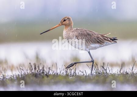 Maestoso uccello dalla coda nera Godwit (Limosa limosa) che cammina e guarda nella macchina fotografica. Questa specie si riproduce nelle zone costiere olandesi. Circa Foto Stock