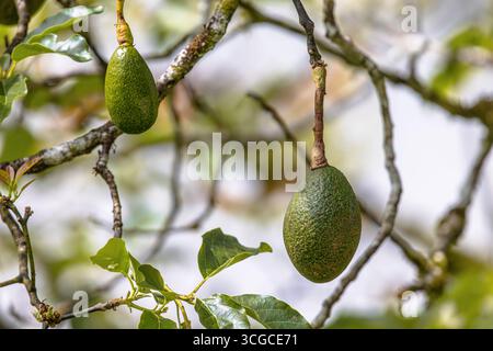 Avocado frutta (Persea americana) che cresce sugli alberi. È originaria delle Americhe ed è stata addomesticata per la prima volta in Mesoamerica più di 5.000 anni fa. IT Foto Stock