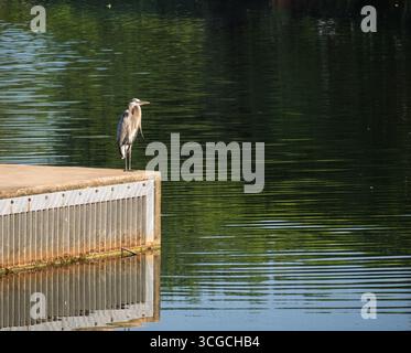 Un maestoso grande Erone Blu, Ardea herodias, si erge a guardare su un molo di cemento, il suo riflesso visibile nella calma e increspata acqua verde del lago in un parco. Foto Stock