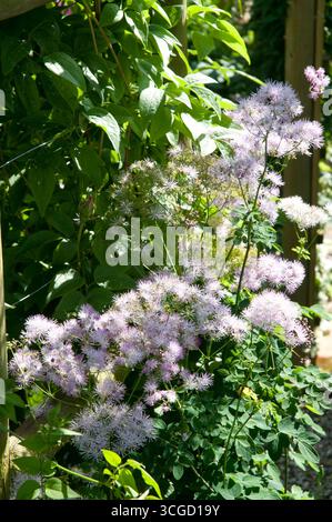 I morbidi fiori viola prosperano tra le foglie verdi vibranti, creando un'atmosfera serena nel giardino sotto la luce del sole. Foto Stock