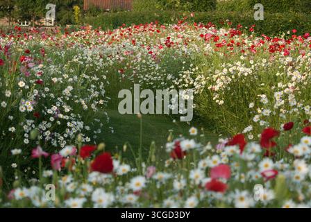 Un bellissimo campo pieno di papaveri rossi e margherite bianche crea un'incredibile visualizzazione di colori sotto la luce soffusa del mattino. Foto Stock