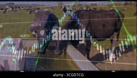 Due mucche bianche e nere che bevono dal metallo nel pascolo, con sovrapposizione del grafico del mercato azionario Foto Stock
