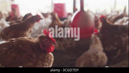 Gallina marrone con pettine rosso brillante che graffiano il pavimento ricoperto di rifiuti, con alimentatori rossi appesi Foto Stock