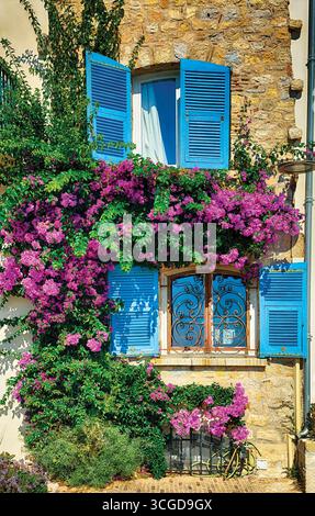 Vista ravvicinata di una vecchia casa con tapparelle blu e fiori in fiore, Antibes, Costa Azzurra, Alpi marittime, Francia Foto Stock