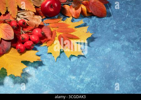 Set di vivaci foglie autunnali in vari colori, accanto ai frutti rossi, è splendidamente disposto su sfondo blu testurizzato con spazio di copia, creando un'atmosfera unica Foto Stock
