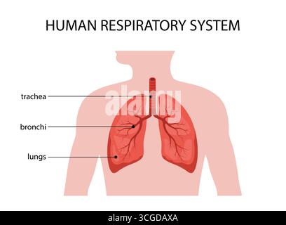Sistema respiratorio umano. Anatomia polmonare. Struttura medica di organo interno. Poster informativo educativo. Illustrazione vettoriale in un cartone animato piatto Illustrazione Vettoriale