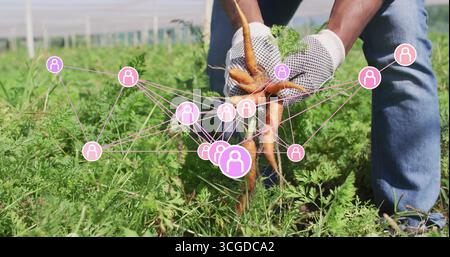 Raccolta di giardinieri di mezza età che tirano carote dal suolo della serra, con guanti e sovrapposizioni di dati Foto Stock
