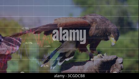 Guanto in falconeria in pelle marrone scuro con impugnatura falconeria in legno, con sovrapposizione cartografica finanziaria Foto Stock