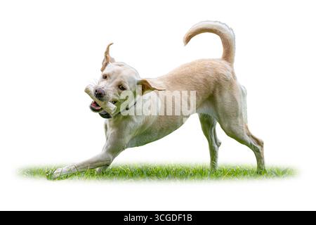 Energetic Labrador Retriever divertiti all'aperto, tenendo in mano un osso da masticare mentre corri sull'erba verde con un'espressione gioiosa e vivace Foto Stock
