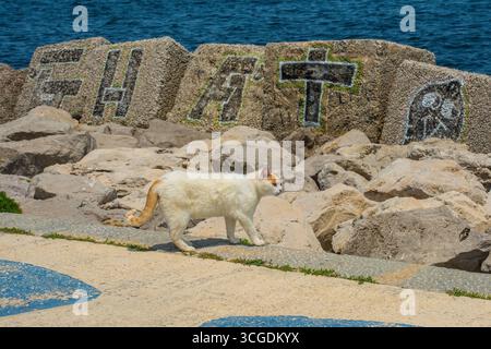 Palermo, Italia - 18 maggio 2025. Uno zenzero e un gatto di strada bianco cammina lungo il lungomare dell'Esplanade, parte del foro Italico nel quartiere Kalsa di Palermo Foto Stock